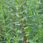 Ammannia baccifera Flor