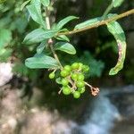 Ligustrum vulgare Fruchs