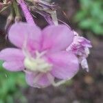 Phlox carolina Flower