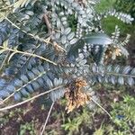 Sophora denudata Hoja