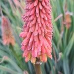 Kniphofia × praecox फूल