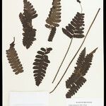 Cyathea surinamensis Лист
