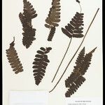 Cyathea surinamensis 叶