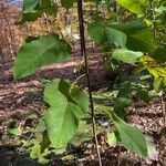 Populus heterophylla Fulla