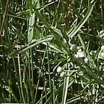 Achillea erba-rotta Leaf