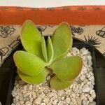 Crassula cotyledonis Leaf