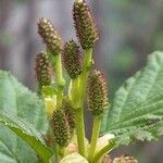 Alnus alnobetula Flower