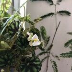 Begonia cleopatrae Blomma