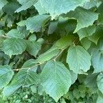 Corylus cornutaLeaf