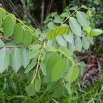 Gliricidia sepium Leaf