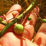 Capparis decidua Fruit