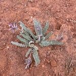 Astragalus mollissimus Foglia