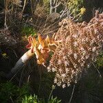 Aeonium hierrense Blüte