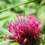 Trifolium alpestre 花