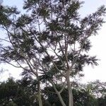 Corymbia citriodora Yaprak