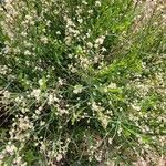 Baccharis spicata Flor