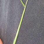Homolepis aturensis Leaf