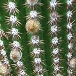 Cleistocactus spp. Virág