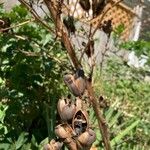 Yucca arkansana Fruto