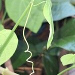 Adenia cissampeloides Hoja