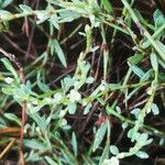 Polygonum romanum Flor