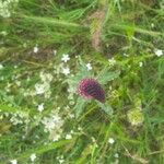 Lysimachia atropurpurea Flower