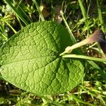 Aristolochia rotunda Blatt