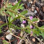 Lythrum hyssopifolia Hábito