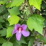 Hibiscus sinosyriacus Çiçek