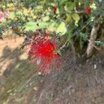 Calliandra californica Flor