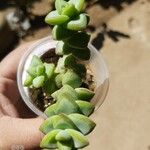 Crassula rupestris List