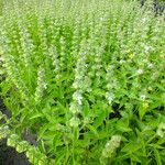 Ocimum basilicum عادت