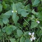 Lamium album Hábito