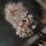 Eriogonum ovalifolium Квітка