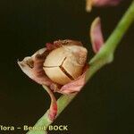 Helianthemum neopiliferum Fruit