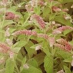 Mentha longifolia Flower