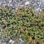 Polygonum arenastrum عادت داشتن