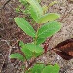 Psorospermum febrifugum Blatt