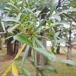 Crescentia alata Hoja