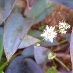 Emilia sonchifolia Virág