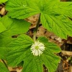 Hydrastis canadensis Leaf