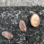 Schizolobium parahyba Fruto