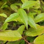 Leucothoe fontanesiana Leaf