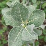 Salix lanataपत्ता