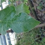 Brachychiton bidwillii Lapas