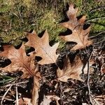 Quercus rubra برگ