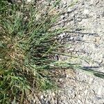 Puccinellia distans Blad