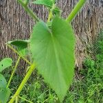 Abutilon hirtum Лист