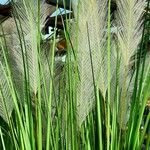 Hordeum jubatum List