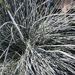 Festuca glauca Habit